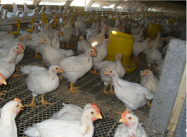 淺談規模肉雞養殖技術